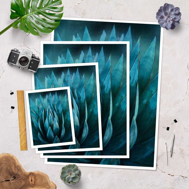 Posters Turquoise Succulents