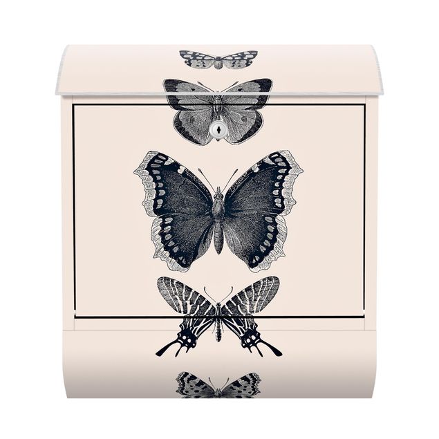 caixa de correio cinza Ink Butterflies On Beige Backdrop