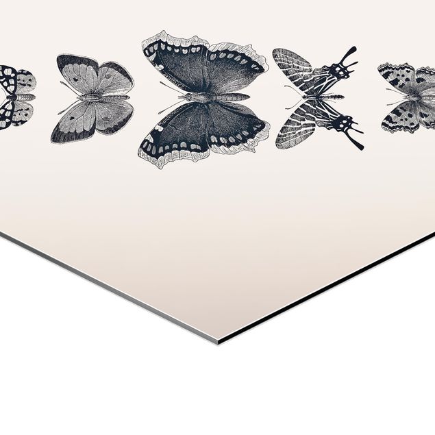 Quadros em alumínio Dibond Ink Butterflies On Beige Backdrop