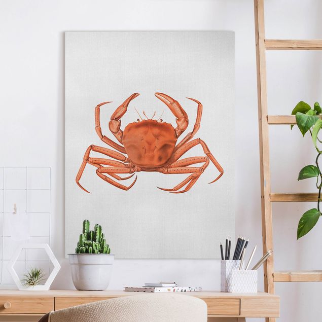 Telas decorativas peixes Vintage Illustration Red Crab