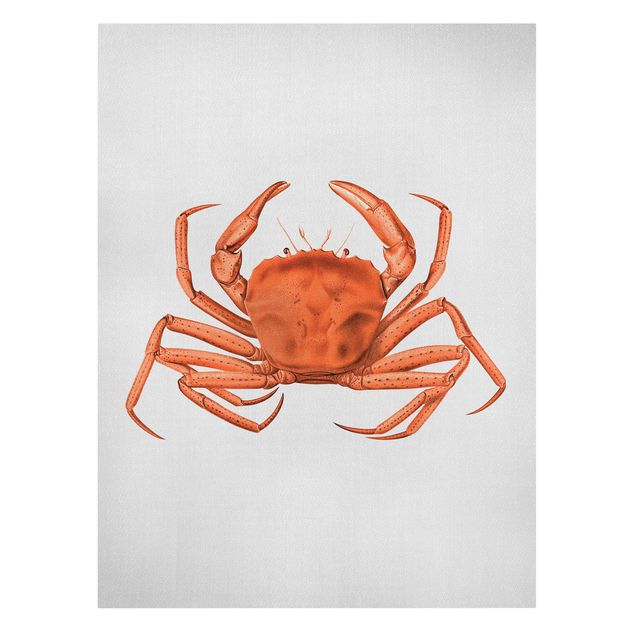 Quadros mar Vintage Illustration Red Crab