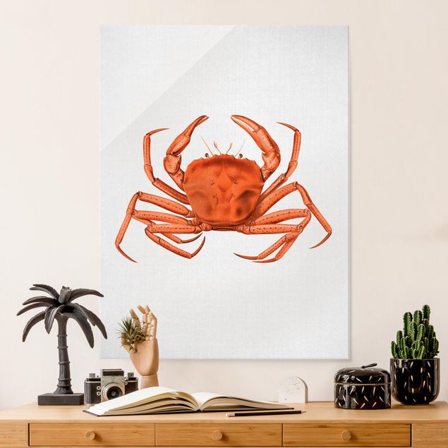 Quadros peixes Vintage Illustration Red Crab