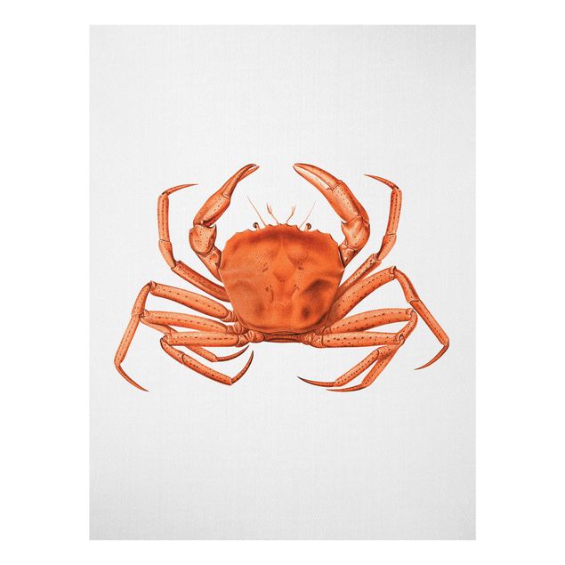 Quadros em vidro praia Vintage Illustration Red Crab