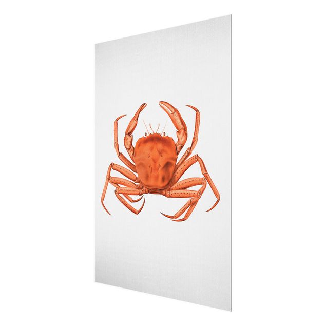 Quadros em vidro paisagens Vintage Illustration Red Crab