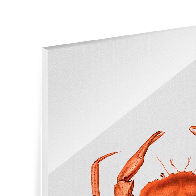 Quadros em vidro animais Vintage Illustration Red Crab
