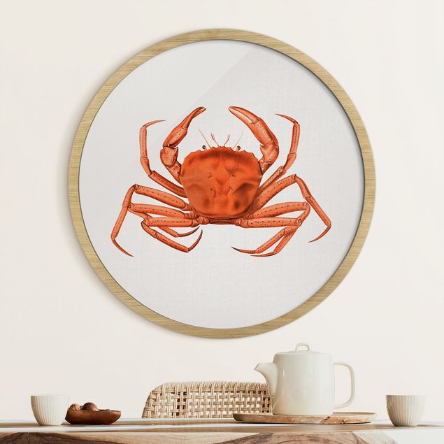 Quadros com moldura praia Vintage Illustration Red Crab