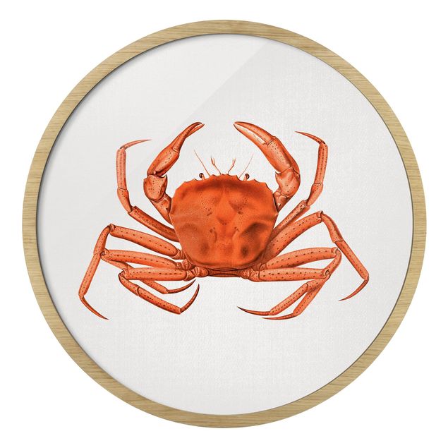 quadros sobre o mar Vintage Illustration Red Crab