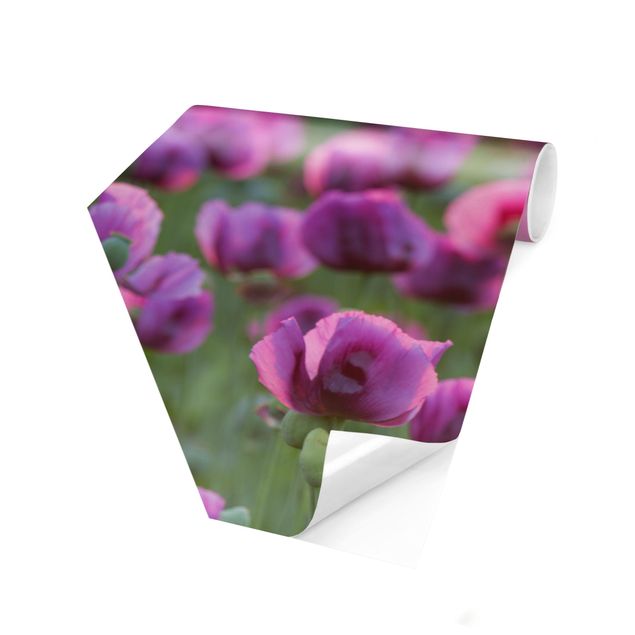 Papel de parede hexagonal Purple Poppy Flower Meadow In Spring