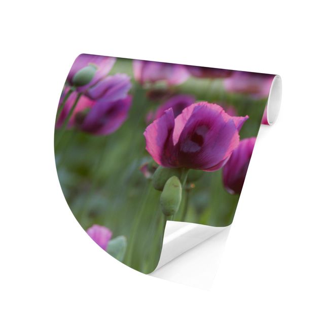 papel de parede para quarto de casal moderno Purple Poppy Flower Meadow In Spring