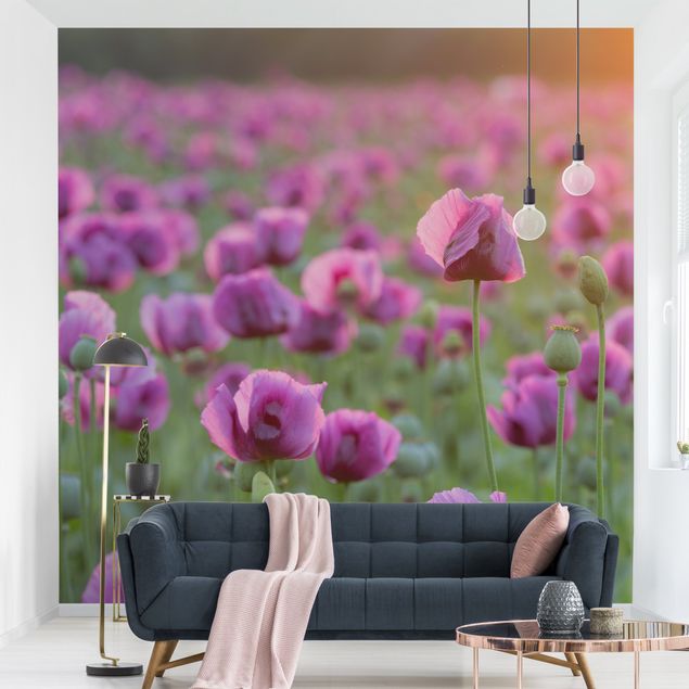 papel parede de flor Purple Poppy Flower Meadow In Spring