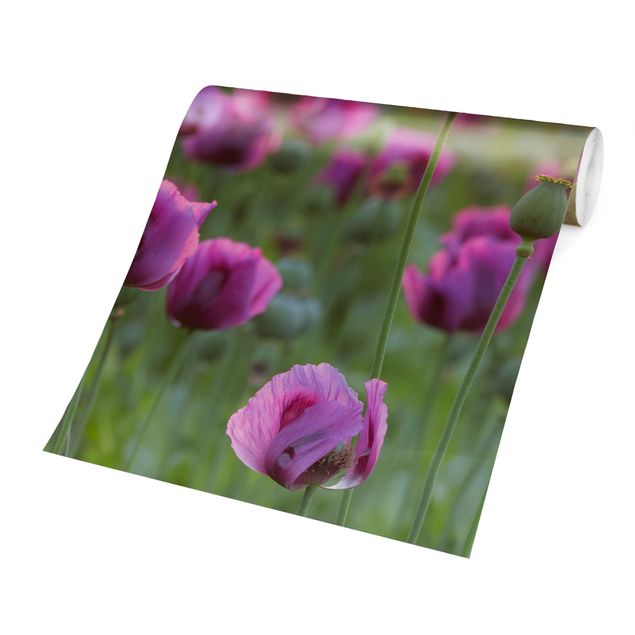 Quadros de Rainer Mirau Purple Poppy Flower Meadow In Spring