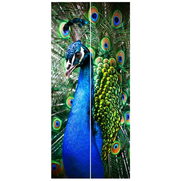 papéis de parede de animais Noble Peacock