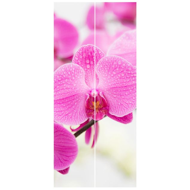 papel de parede floral Close-Up Orchid