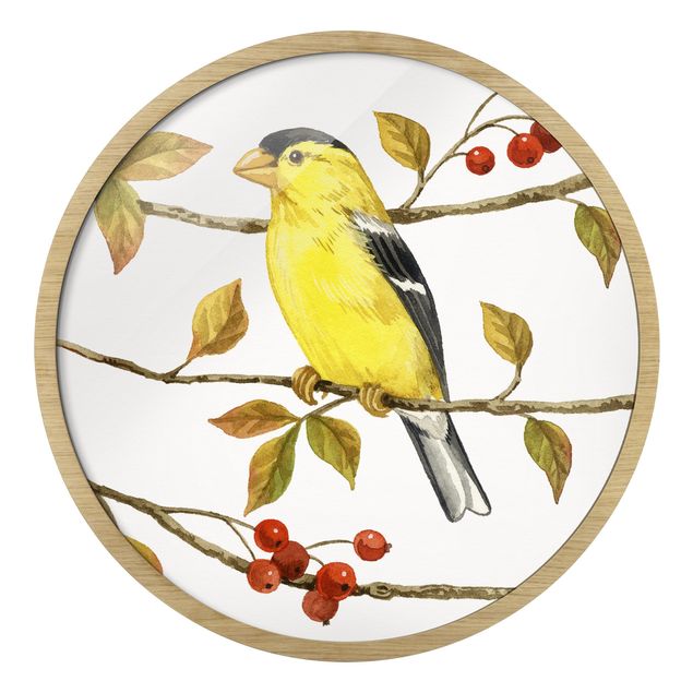 quadros para parede Birds And Berries - American Goldfinch