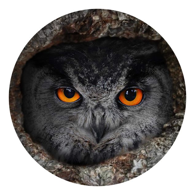 Papel de parede animais Watching Owl