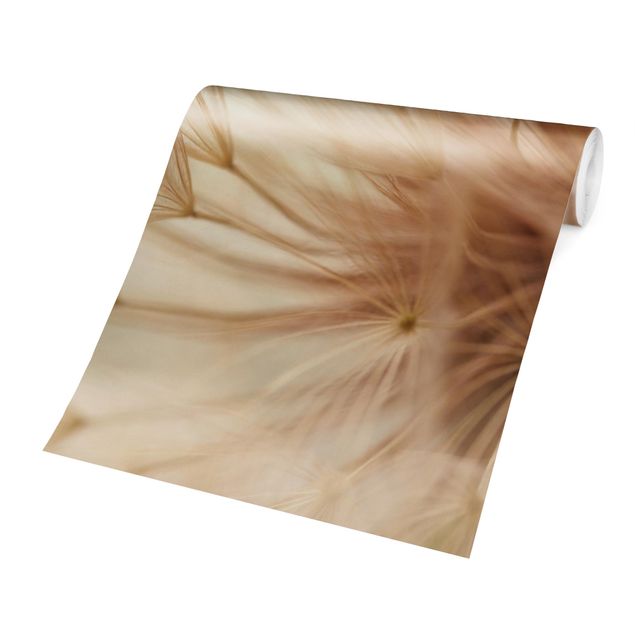 papel parede de flor Soft Dandelions