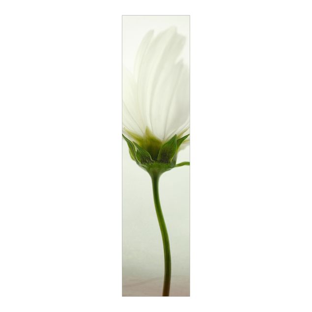 Painéis deslizantes flores White Cosmos