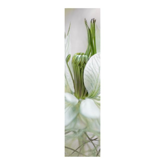 Painéis japoneses flores White Nigella
