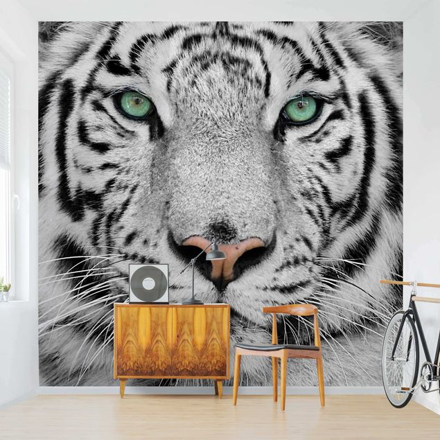 papéis de parede de gatos White Tiger