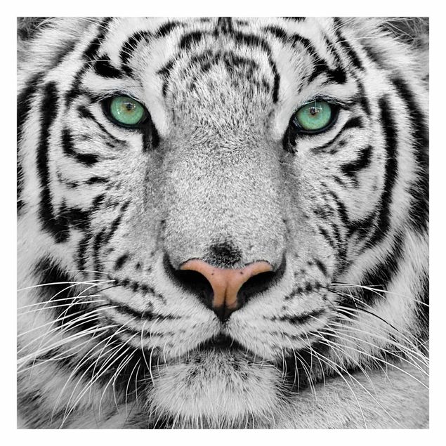 papel de parede com animais White Tiger
