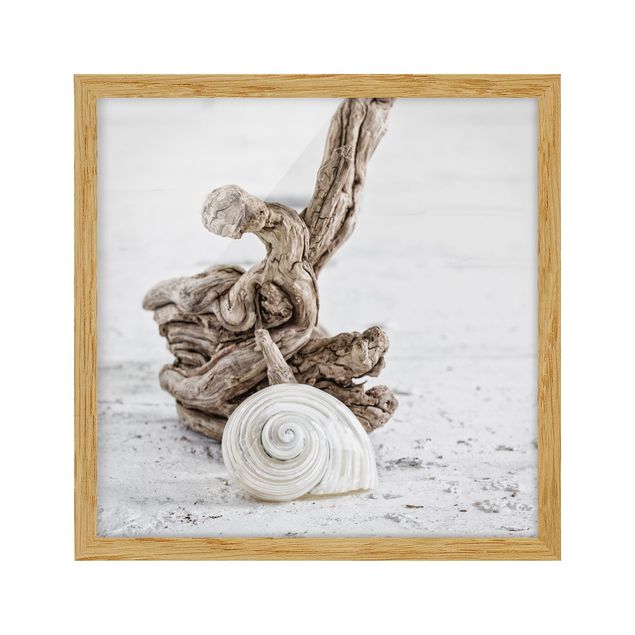 quadro decorativo mar White Snail Shell And Root Wood