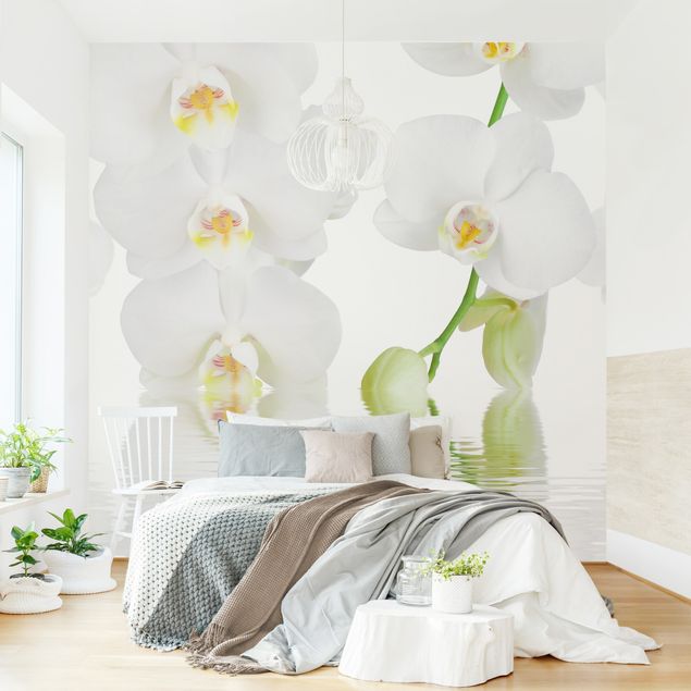 Papel de parede orquídeas Spa Orchid - White Orchid