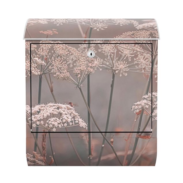Caixas de correio em rosa Wild Apiaceae