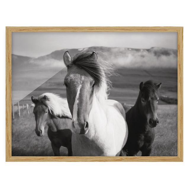 Quadros com moldura animais Wild Horses Black And White