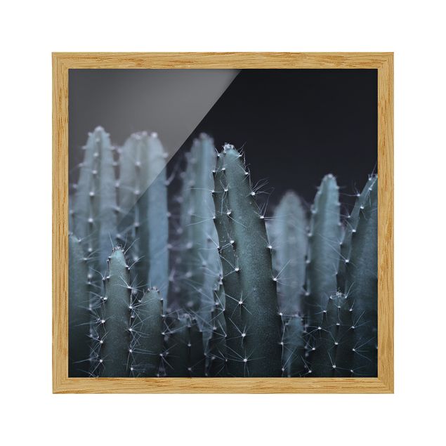 quadro com flores Desert Cactus At Night