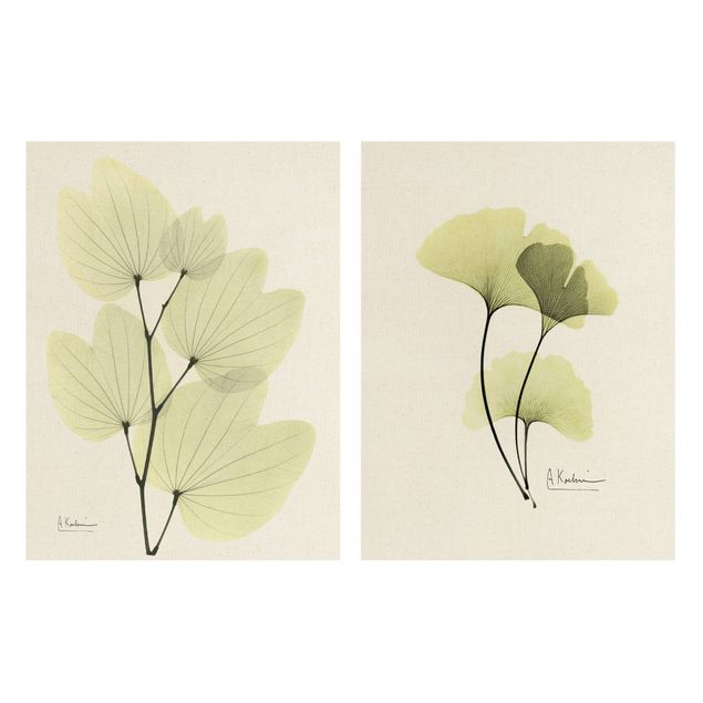 quadros de flores X-Ray - Orchid Tree Leaves & Ginkgo