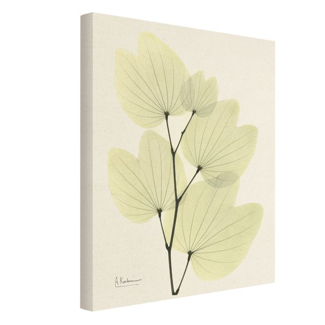 quadros de flores X-Ray - Orchid Tree Leaves