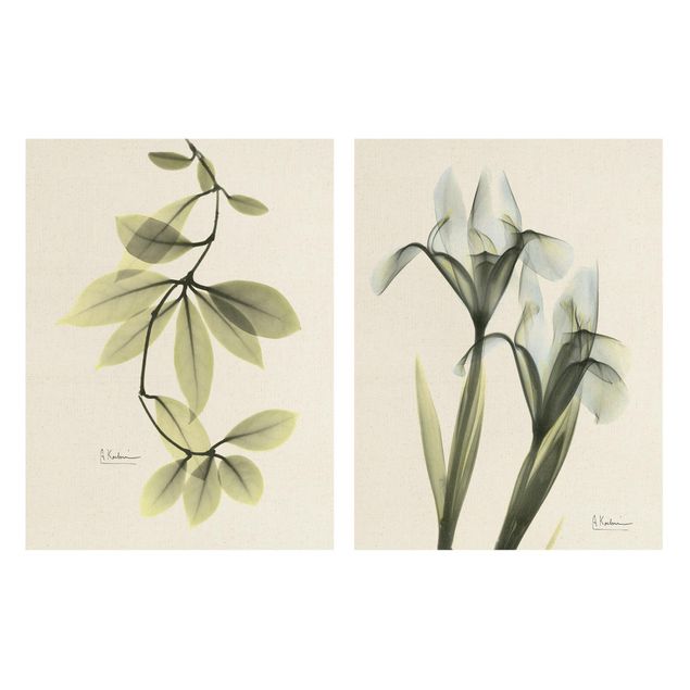 Quadros decorativos X-Ray - Hoya Leaves & Iris
