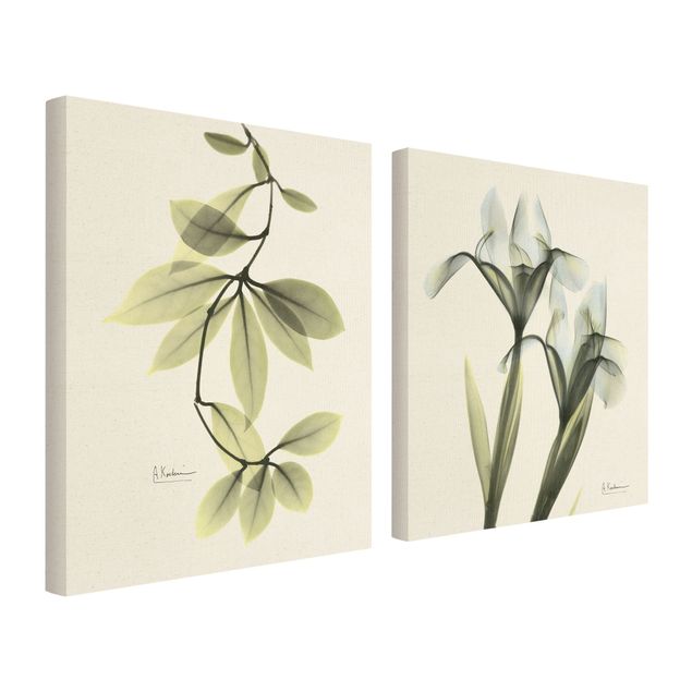 Telas decorativas X-Ray - Hoya Leaves & Iris
