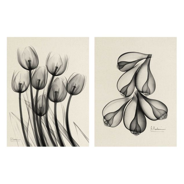 decoração quadros X-Ray - Tulips & Fig Shells