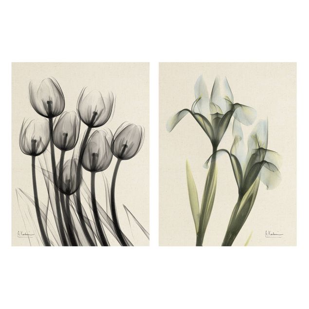 quadros para parede X-Ray - Tulips & Iris