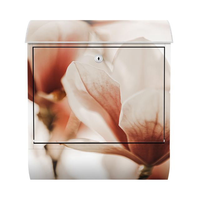 Caixas de correio em rosa Delicate Magnolia Flowers In An Interplay Of Light And Shadows