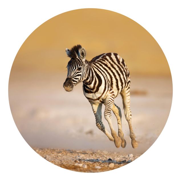 Papel de parede deserto Zebra Foal