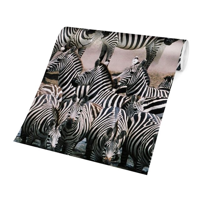 Papel de parede animais Zebra Herd