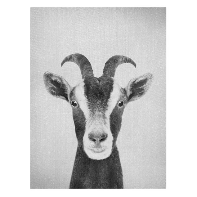 quadros preto e branco para decoração Goat Zora Black And White