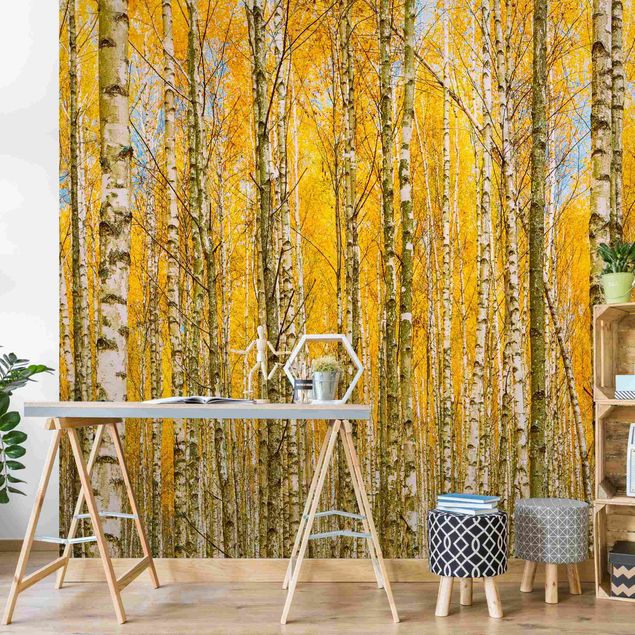 papel de parede floresta tropical Between Yellow Birch Trees
