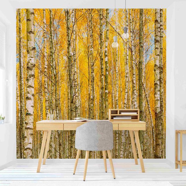 paisagens naturais papel de parede Between Yellow Birch Trees