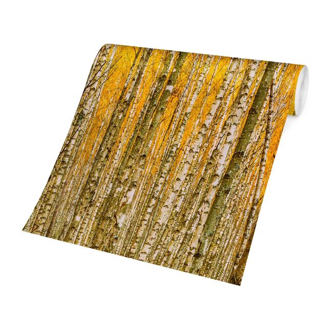 papel de parede com amarelo Between Yellow Birch Trees